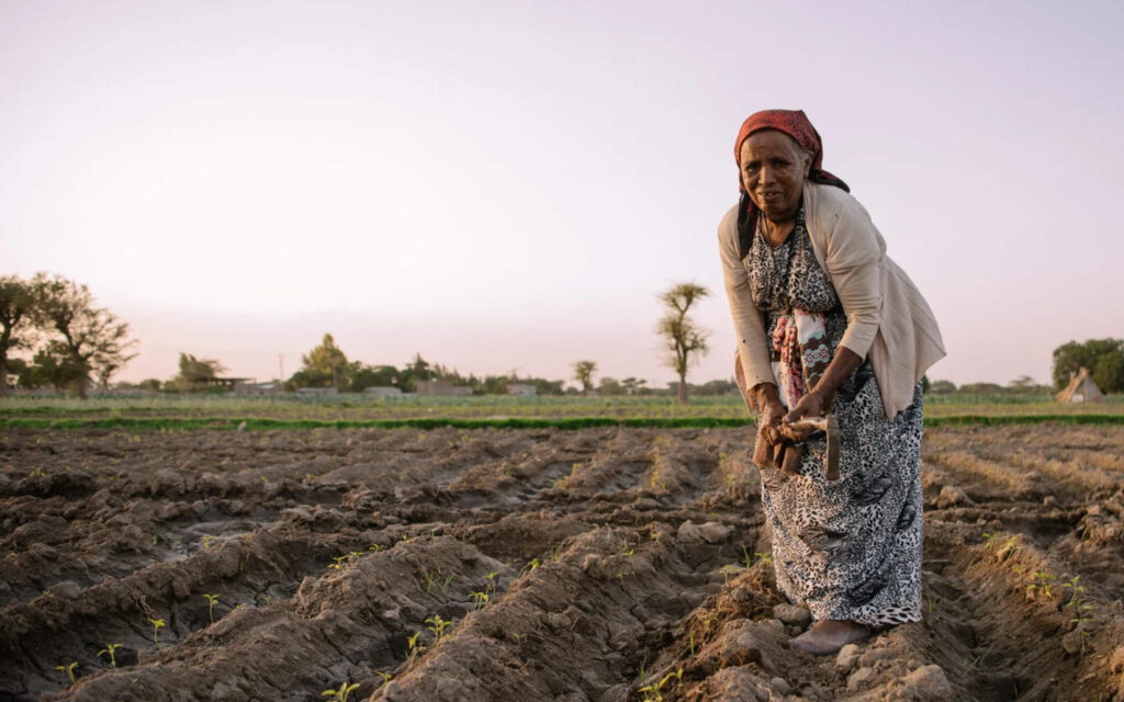 Een oudere vrouw met een rode hoofddoek werkt op een akker en bewerkt de droge grond met een handmatige schoffel tijdens zonsondergang.