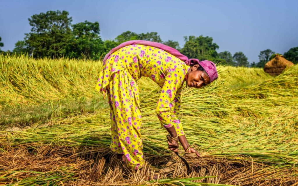 Een vrouw in een geel bloemenpatroon gewaad werkt op een uitgestrekt rijstveld en snijdt de rijsthalmen met een handmatige sikkel.