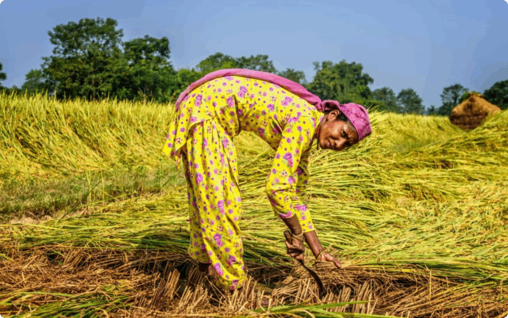 Een vrouw in een geel bloemenpatroon gewaad werkt op een uitgestrekt rijstveld en snijdt de rijsthalmen met een handmatige sikkel.