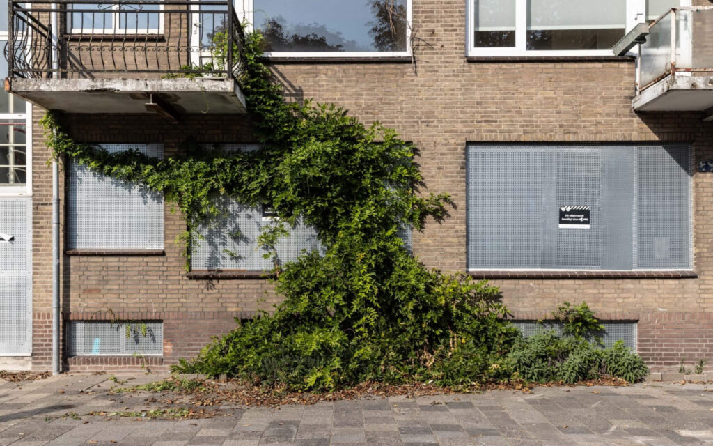 Een bakstenen gevel met dichtgemaakte ramen die bijna volledig is overwoekerd door een grote, groene klimplant