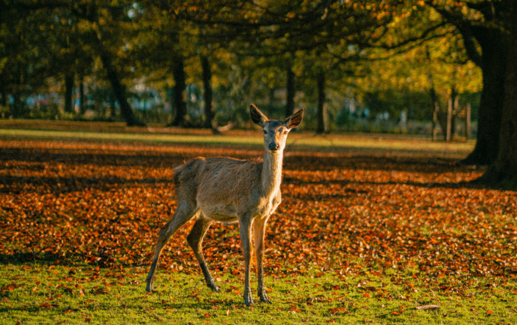 Een ree staat in een zonnig bos op een veld vol herfstbladeren en kijkt richting de camera.