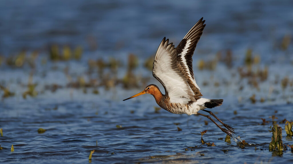 Een grutto in vlucht laag boven het water.